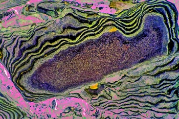 AP 41C1